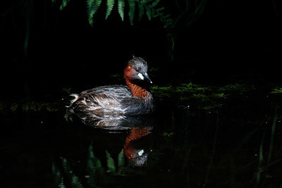 BUITEN BEELD Foto: 381914