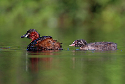 BUITEN BEELD Foto: 381918