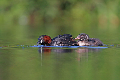 BUITEN BEELD Foto: 381919