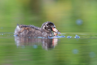 BUITEN BEELD Foto: 381922