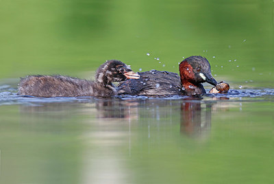 BUITEN BEELD Foto: 381925