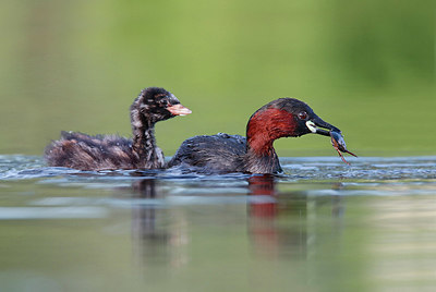 BUITEN BEELD Foto: 381927