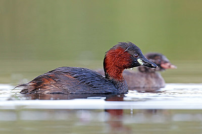 BUITEN BEELD Foto: 381928