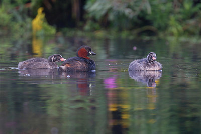 BUITEN BEELD Foto: 381944