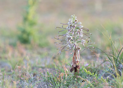 BUITEN BEELD Foto: 381952