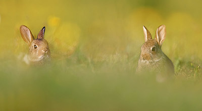 BUITEN BEELD Foto: 381978