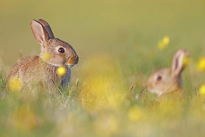 BUITEN BEELD Foto: 381983