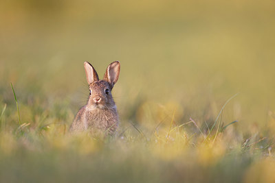 BUITEN BEELD Foto: 381992