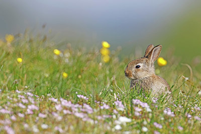 BUITEN BEELD Foto: 381995