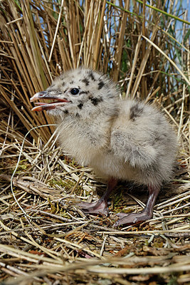BUITEN BEELD Foto: 382034