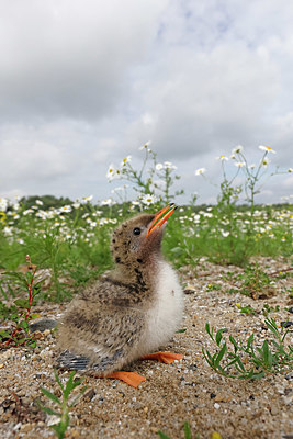 BUITEN BEELD Foto: 382045