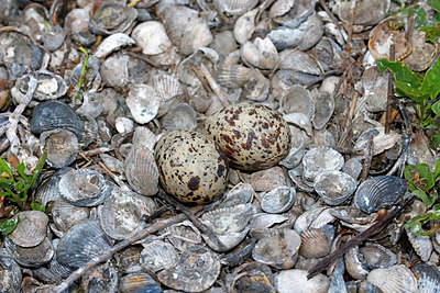 BUITEN BEELD Foto: 382047