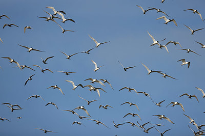 BUITEN BEELD Foto: 382051