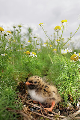 BUITEN BEELD Foto: 382058