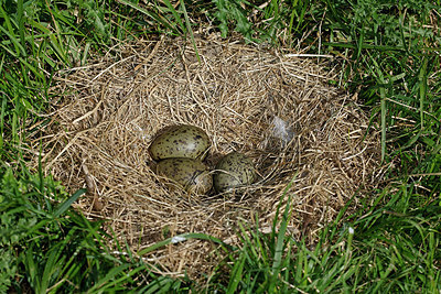 BUITEN BEELD Foto: 382076