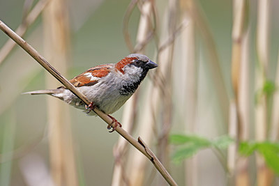 BUITEN BEELD Foto: 382085