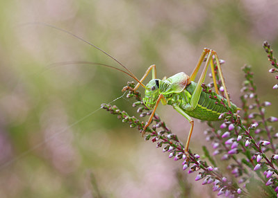 BUITEN BEELD Foto: 382322