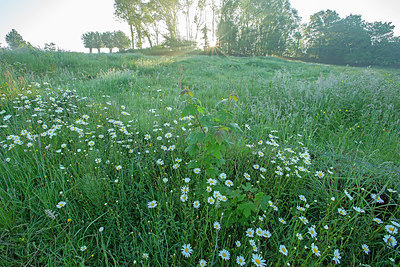 BUITEN BEELD Foto: 382377