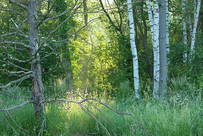 BUITEN BEELD Foto: 382380