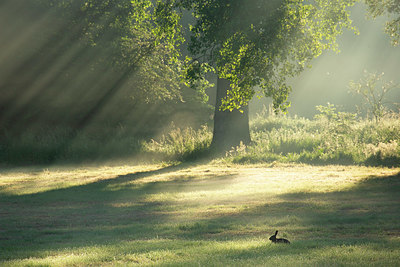 BUITEN BEELD Foto: 382482