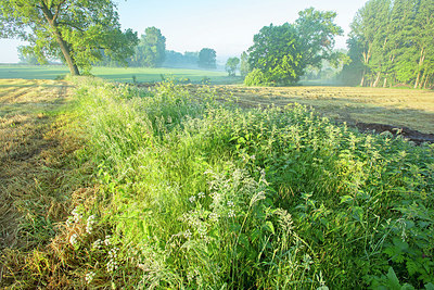 BUITEN BEELD Foto: 382491