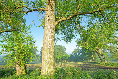 BUITEN BEELD Foto: 382492