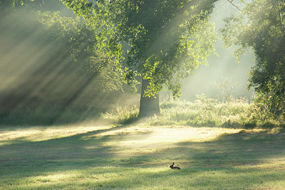 BUITEN BEELD Foto: 382528