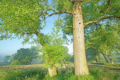 BUITEN BEELD Foto: 382561