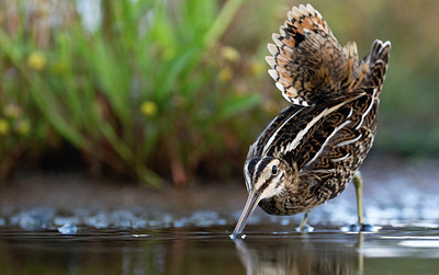 BUITEN BEELD Foto: 382679