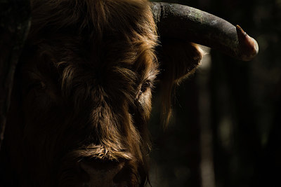 BUITEN BEELD Foto: 382709