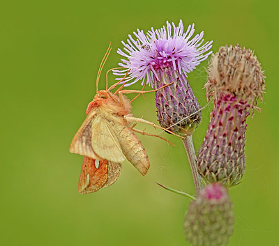 BUITEN BEELD Foto: 382759