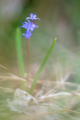 BUITEN BEELD Foto: 382792