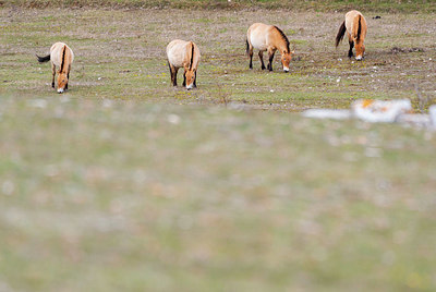 BUITEN BEELD Foto: 382821