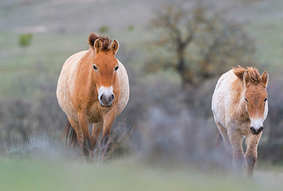 BUITEN BEELD Foto: 382826