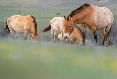 BUITEN BEELD Foto: 382827