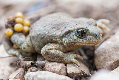 BUITEN BEELD Foto: 382850