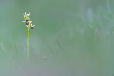 BUITEN BEELD Foto: 382882