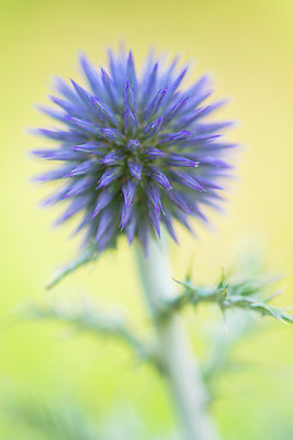 BUITEN BEELD Foto: 383025