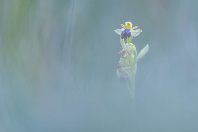 BUITEN BEELD Foto: 383086