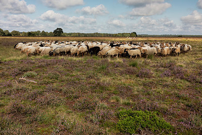 BUITEN BEELD Foto: 383187