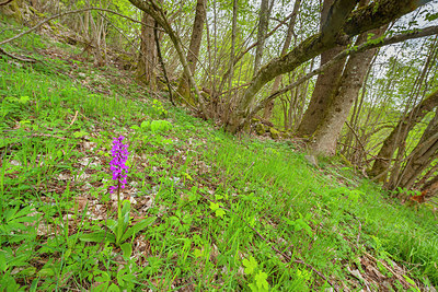 BUITEN BEELD Foto: 383377