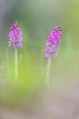 BUITEN BEELD Foto: 383380