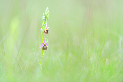 BUITEN BEELD Foto: 383422