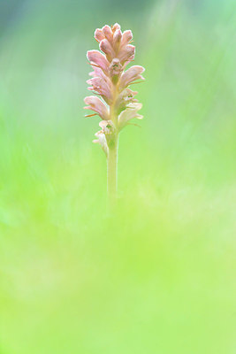 BUITEN BEELD Foto: 383435