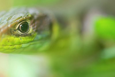 BUITEN BEELD Foto: 383441