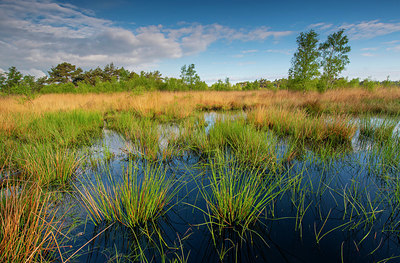 BUITEN BEELD Foto: 383468