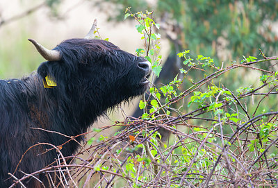 BUITEN BEELD Foto: 383475