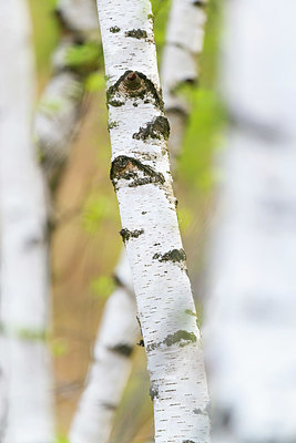 BUITEN BEELD Foto: 383478