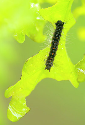 BUITEN BEELD Foto: 383480