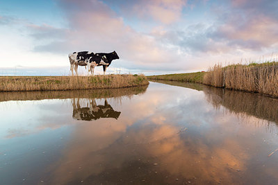 BUITEN BEELD Foto: 383482